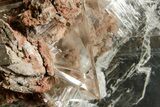 Stunning, Glassy Selenite Crystal - Naica Mine, Mexico #372137-7